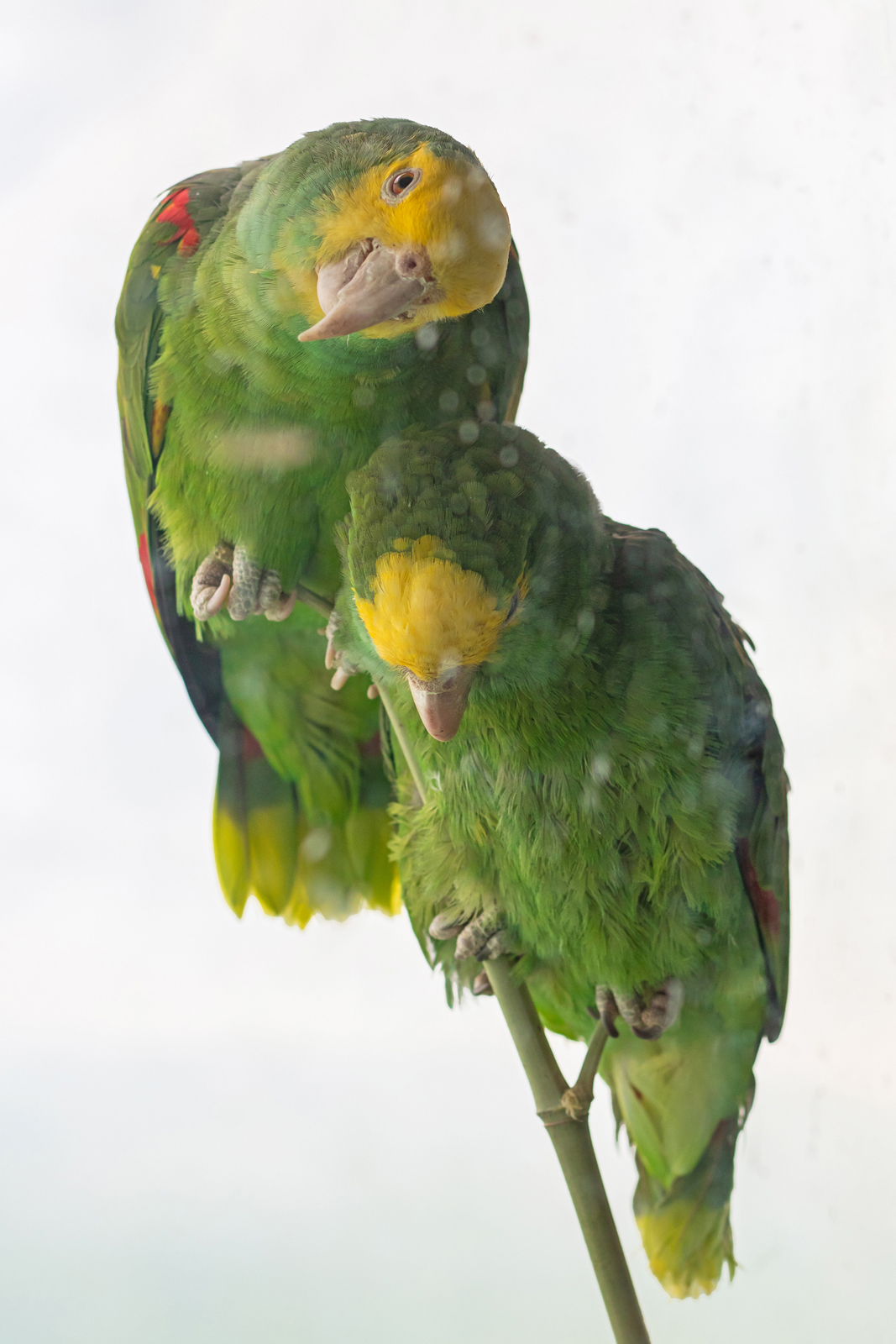 Two Amazon parrots perched on a branch at the Bronx Zoo
