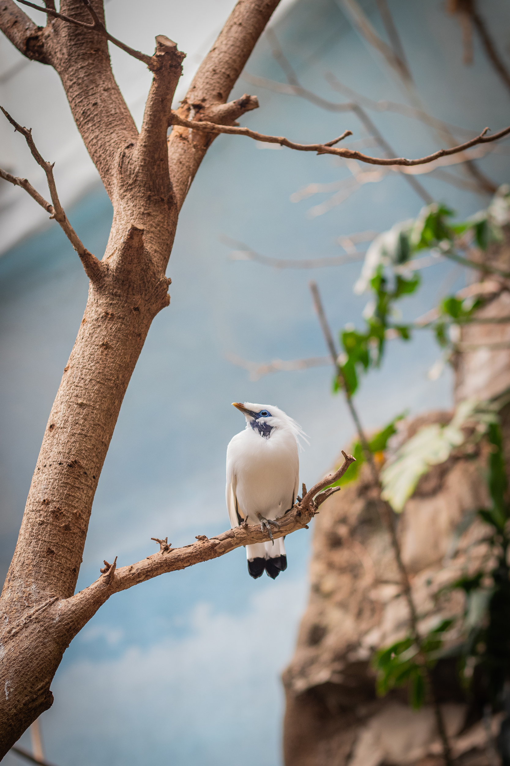 Bali myna perched on a tree branch at the Bronx Zoo