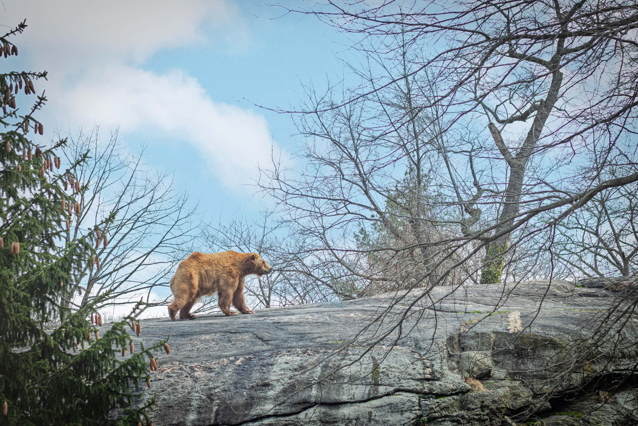 Bear walking across a rocky hill at the Bronx Zoo