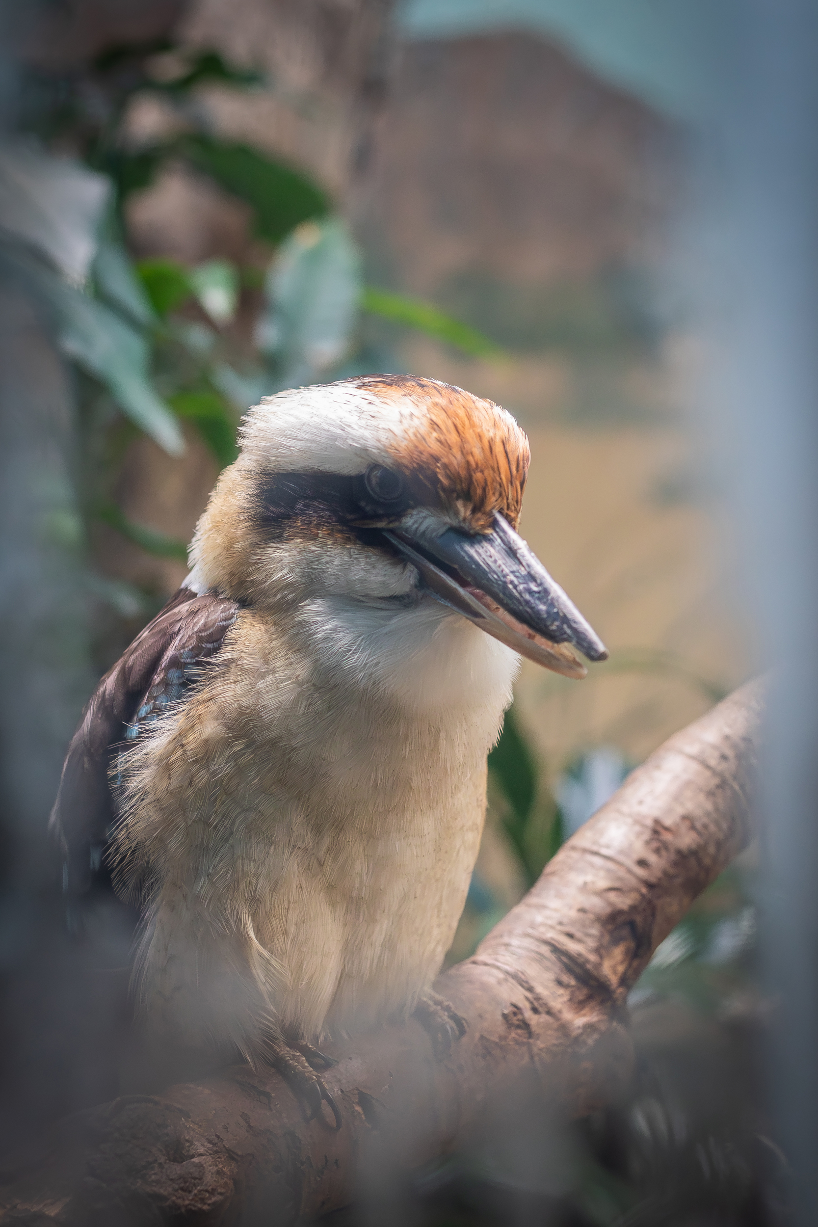 Kookaburra resting on a branch at the Bronx Zoo