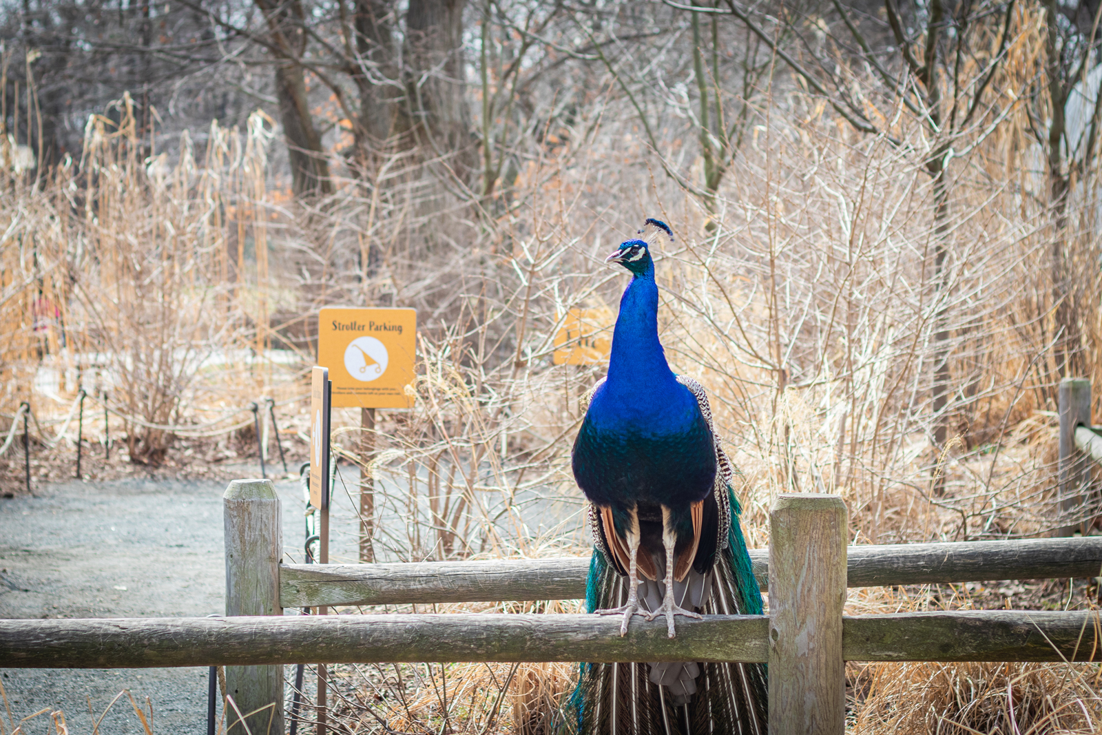 Peacock standing on a wooden fence at the Bronx Zoo