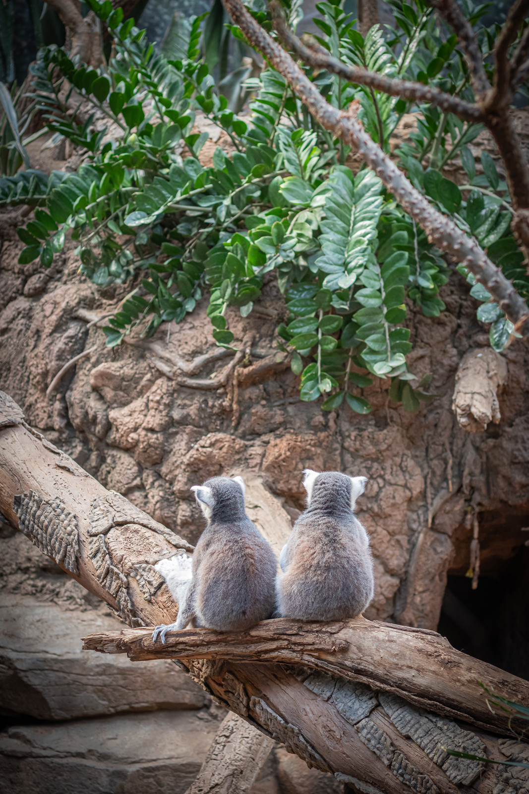 Two ring-tailed lemurs sitting side by side on a log