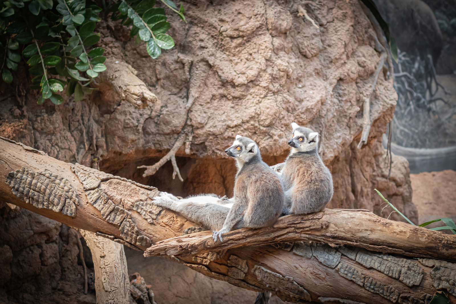 Ring-tailed lemurs resting on a fallen tree trunk