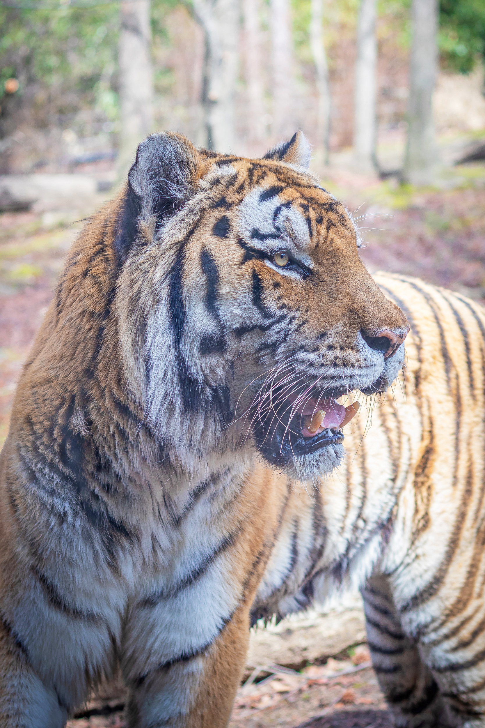 Tiger close-up at the Bronx Zoo