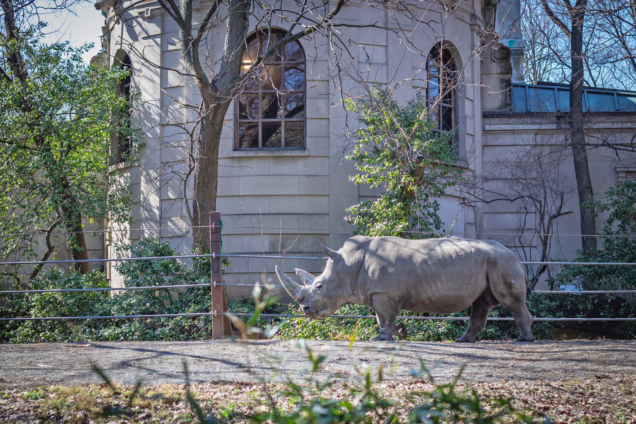 Rhinoceros walking through its enclosure at the Bronx Zoo